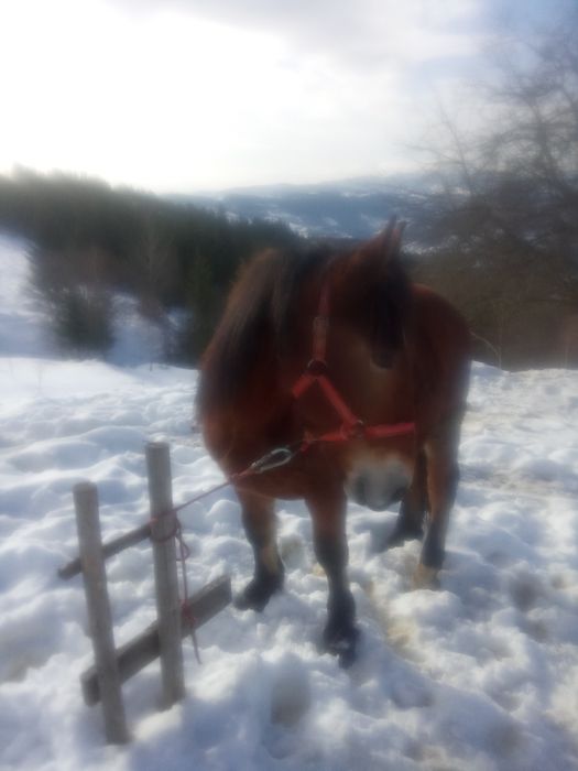 Vând mânz de un an și șase luni