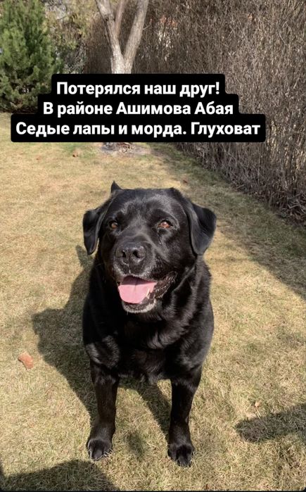 ПРОПАЛА СОБАКА !Помогите найти! Алматы!