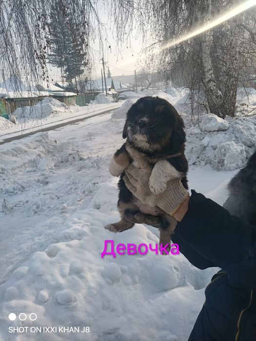 Отдам щенков  мелких 2 месяца