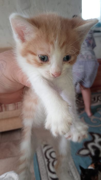 Отдам котят в добрые руки