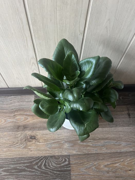 Продам комн. цветы