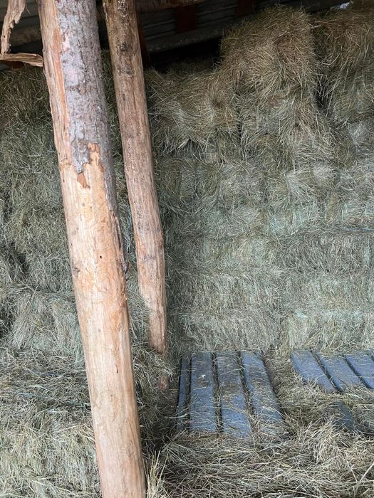 De vanzare baloti de fan si lucerna cantitati  mari si mici!