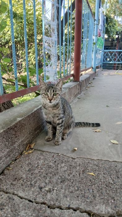 Мушук хaдйага берилади