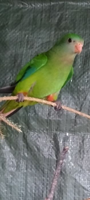 De vânzare Papagali barabant