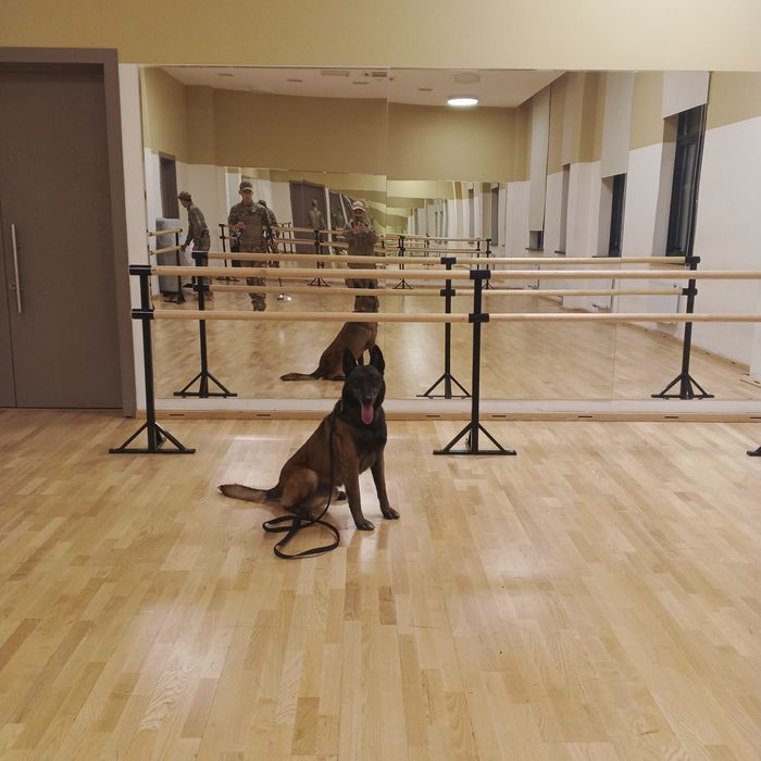 Вяска белгейский овчарка Малинуа