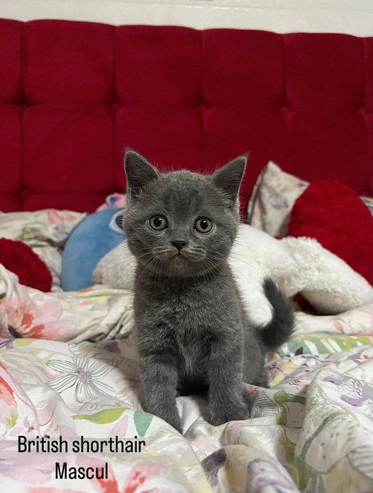British Short Hair și Schotish Fold
