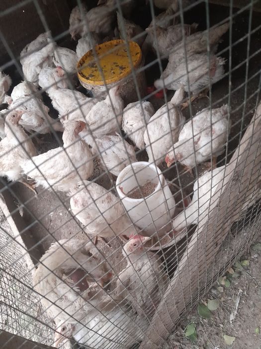 Срочно продам бролерных цыплят