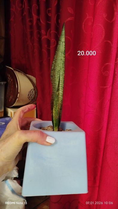 Комнатные растения