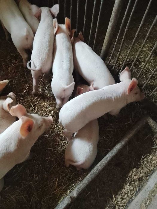 Продам поросят 1 месяц