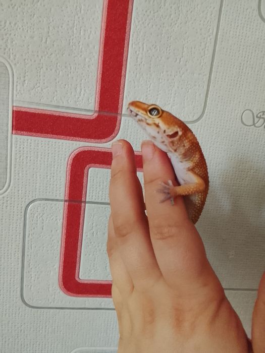 В продаже эублефара Блад