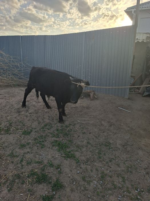 1 жасар баспак еркек