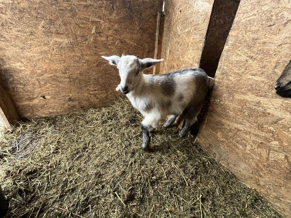 Ieduță Metis Anglo-Nubiana cu Sanen