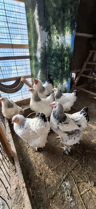 Курочки Светлая  Браммы