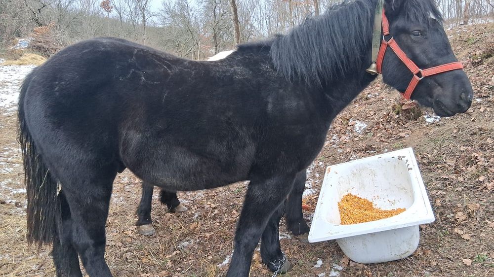 Vand doi manzii cu acte in regula