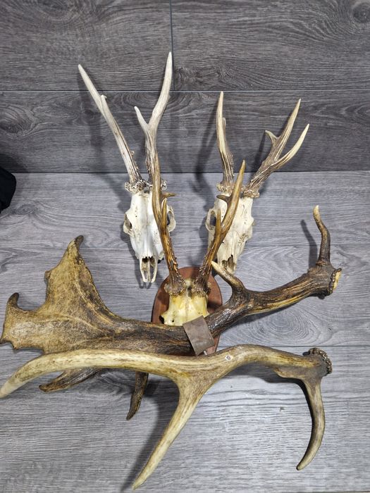 Рога и черепи с рога от сръндак