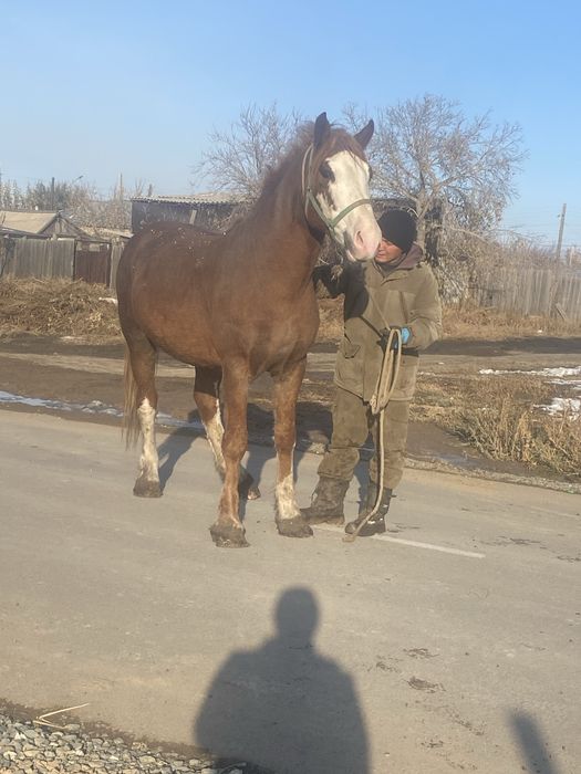 Продам жеребец 2.5