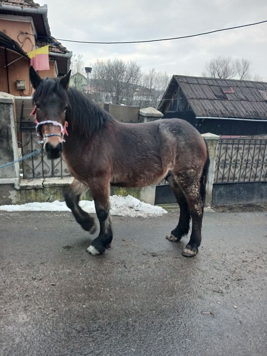 Mânz de doi ani de vanzare