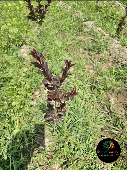 Cherri mocha Lagestreomia инд. Сирень