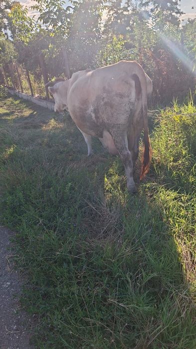 Vaca de vânzare