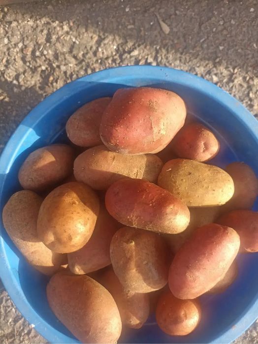 Картофель едовой