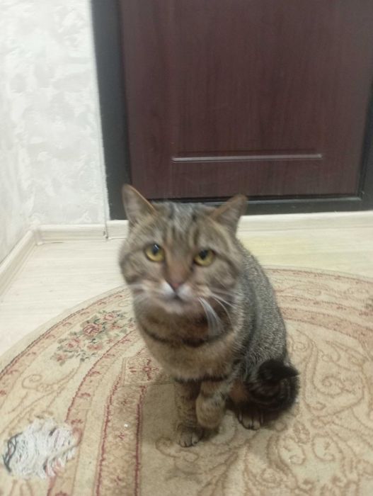 Кошечка ищет хозяина