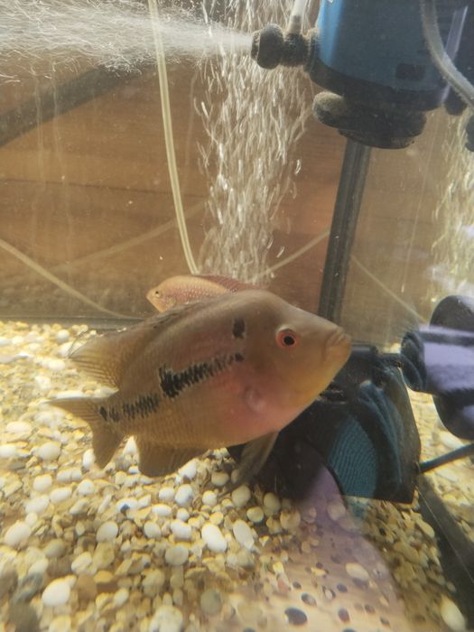 Фловер хорн продам нерестящююся пару