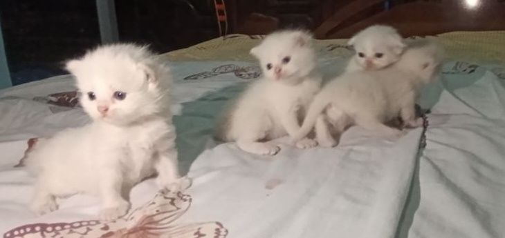 Котята британские чистокровные.
