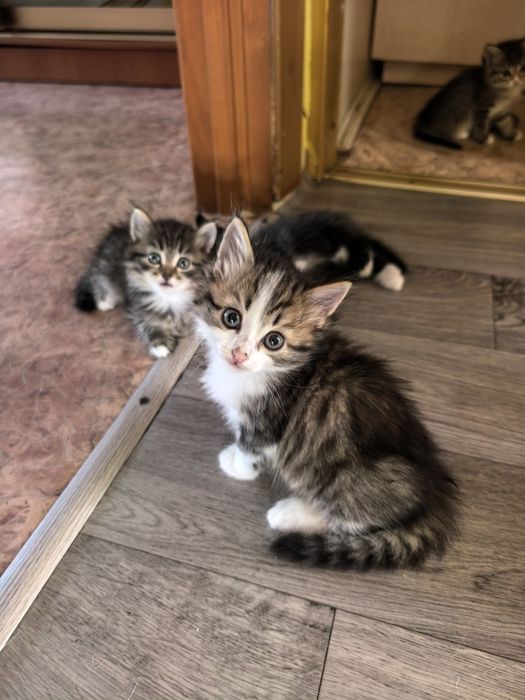 Отдам котят в добрые руки