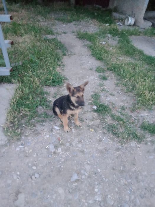 Продам овчарку