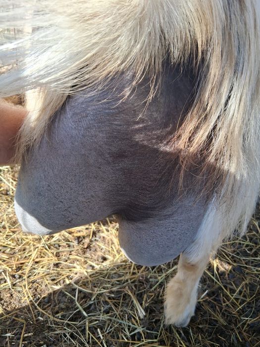 Capre fatate si gestante