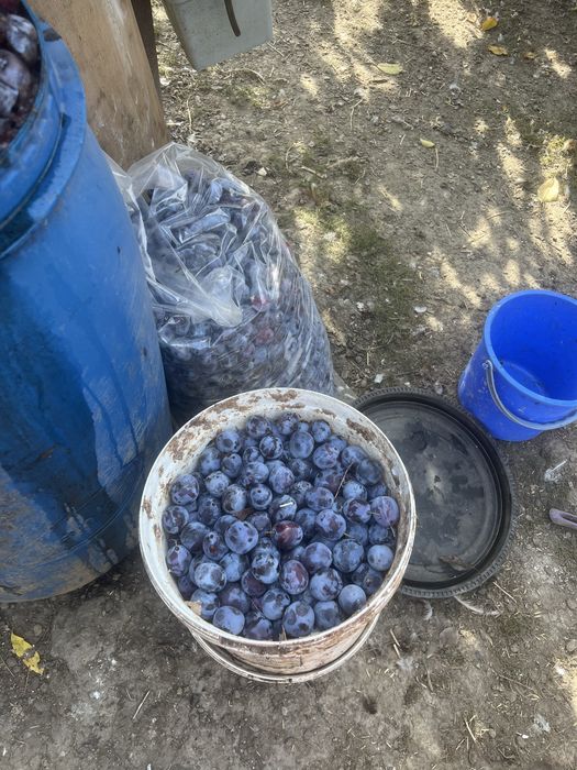 Prune anaspet de tuica