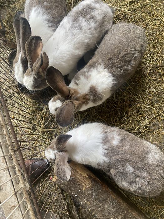 Vând iepuri uriasu german