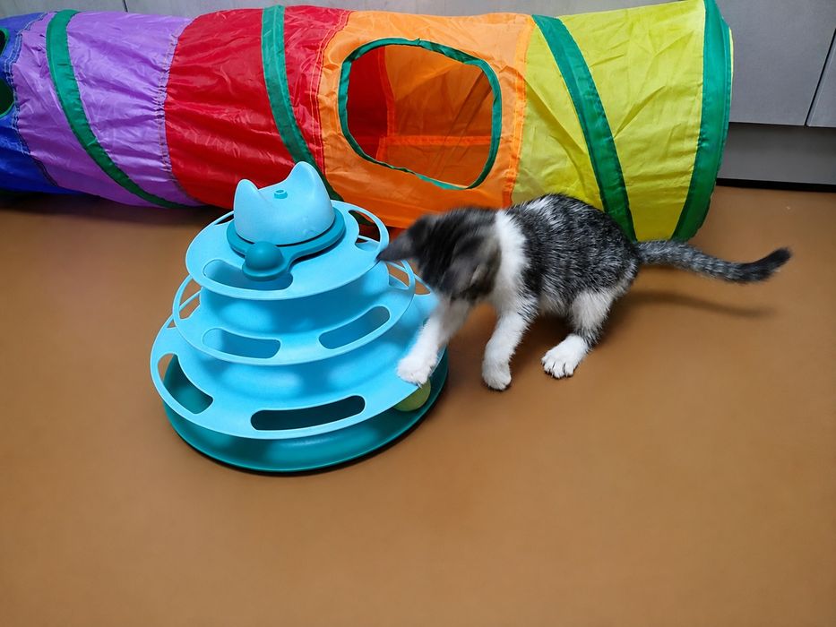 Отдаём котенка бесплатно