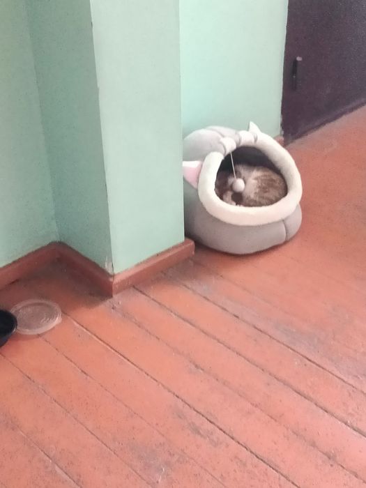 Котик в хорошие добрые руки