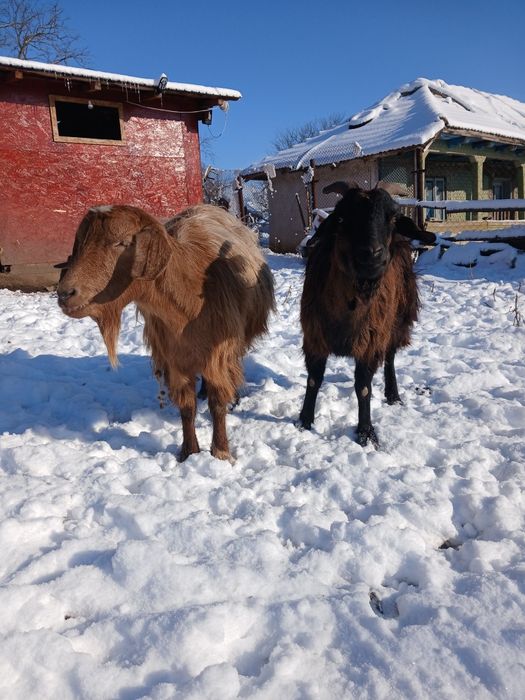 Vând 2 Capre romanesti