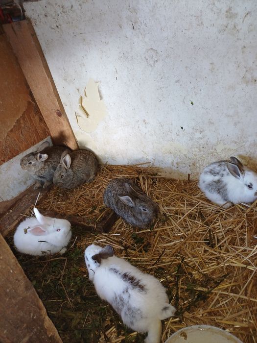 Vand iepuri de o luna