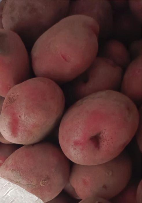 Семенной картофель сорт Аладдин