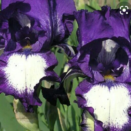 ИРИСЫ селекционные ГОЛЛАНДИЯ продам на посадку