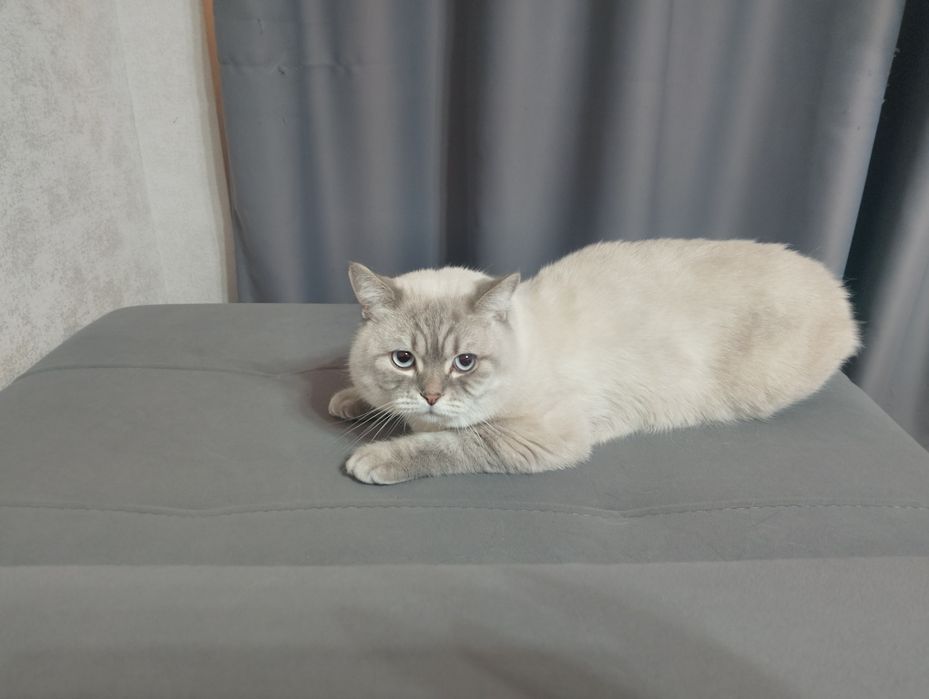 Красивый     кот