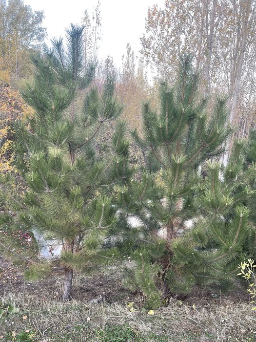 Арча кучатлари сотилади