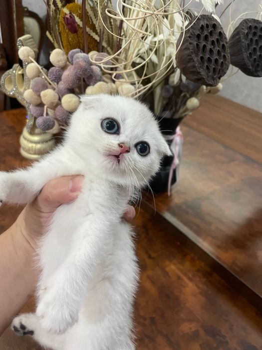 Шикарные котята Серебристые и Табби Шиншиллы