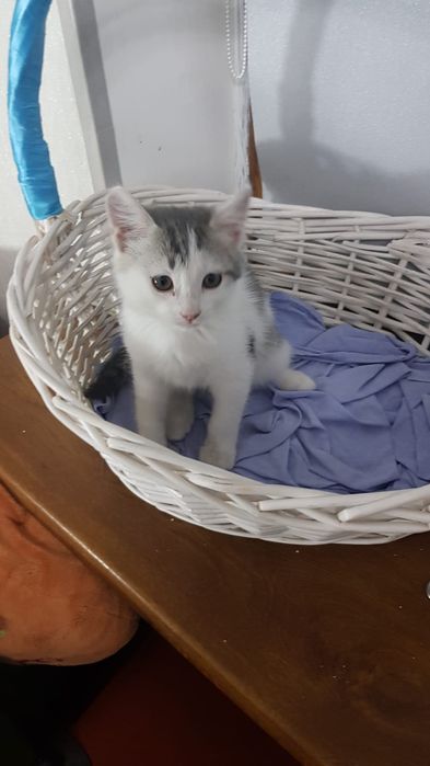 Пристраиваются кошки