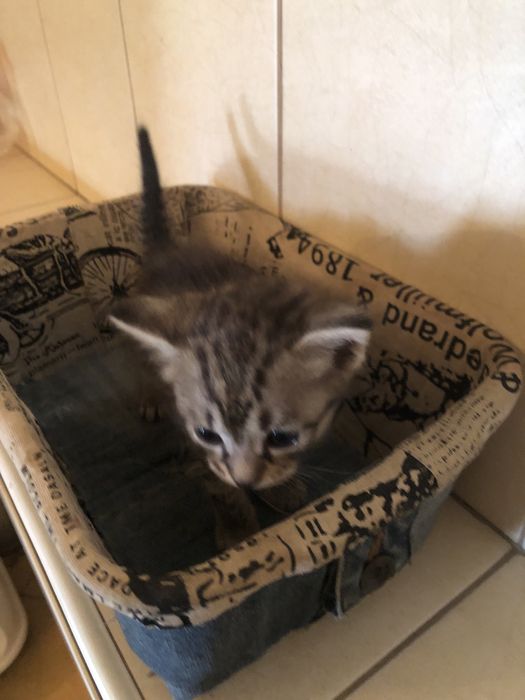 Отдам котят 2 месяца