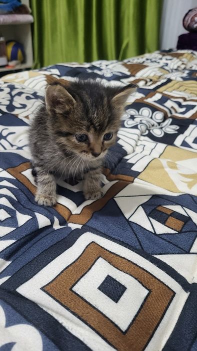 Котята бесплатно