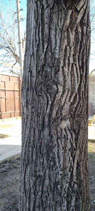 Продам дерево орех на спил!