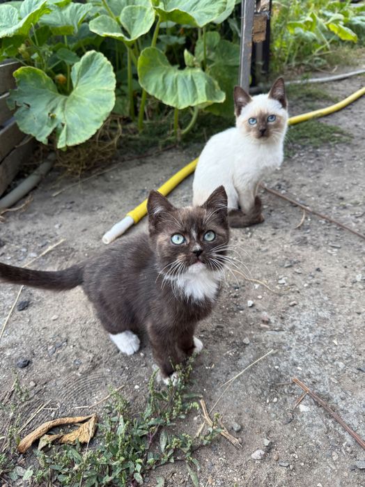 Отдам котят в добрые руки