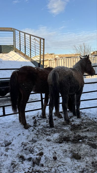 Продам Байтал 1,5г