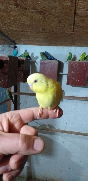 Vând papagali peruși și nimfe