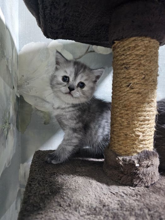 Котята британские