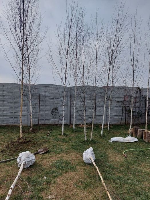 Mesteacăn mutitulpinar cu coaja alba, la ghiveci Platani tei argintiu